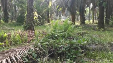 Palmiye yapraklarındaki parlayan güneş ışığına bakıyorum.