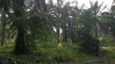 Palmiye yapraklarındaki parlayan güneş ışığına bakıyorum.