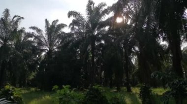 Palmiye yapraklarındaki parlayan güneş ışığına bakıyorum.