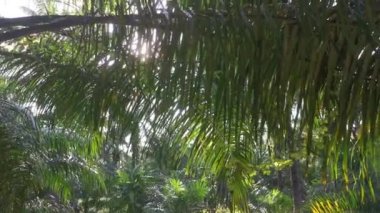 Palmiye yapraklarındaki parlayan güneş ışığına bakıyorum.