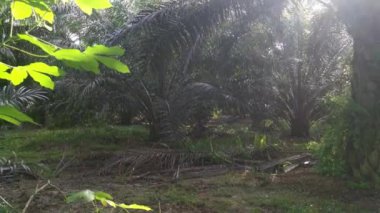 Palmiye yapraklarındaki parlayan güneş ışığına bakıyorum.