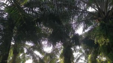 Palmiye yapraklarındaki parlayan güneş ışığına bakıyorum.