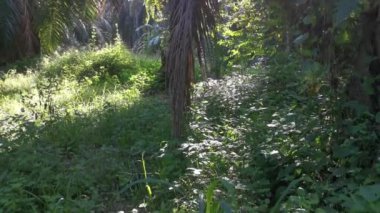 Palmiye yapraklarındaki parlayan güneş ışığına bakıyorum.