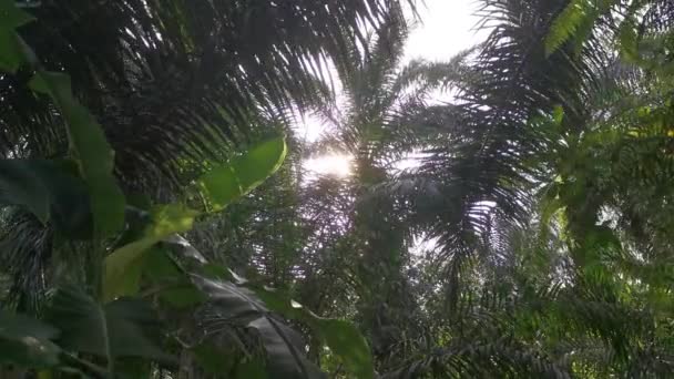 Tittar Det Flammande Solljuset Palmbladen — Stockvideo