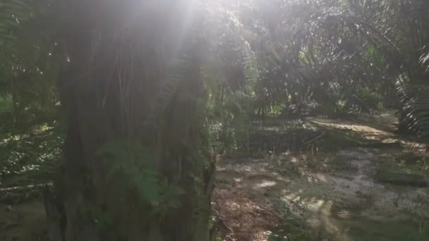 Patrząc Błyszczące Słońce Liściach Palmy — Wideo stockowe