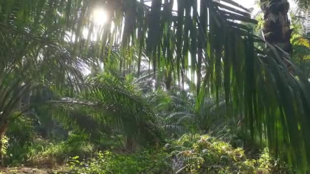Při Pohledu Zářící Sluneční Světlo Palmové Listy — Stock video