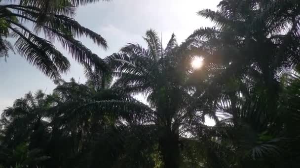 Regardant Lumière Soleil Flamboyante Sur Les Feuilles Palmier — Video