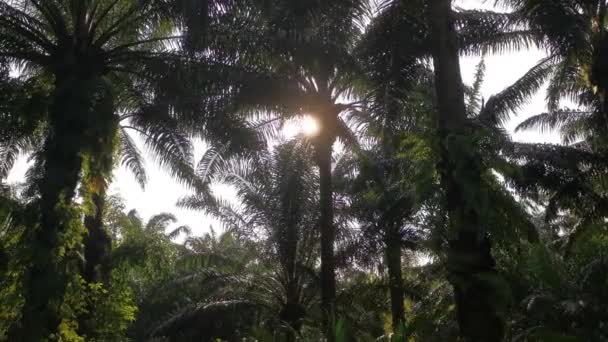 看着熊熊燃烧的阳光 看着棕榈树的叶子 — 图库视频影像