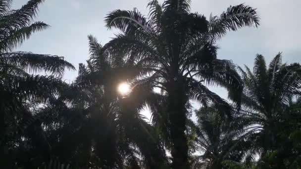 Olhando Para Luz Solar Flamejante Nas Folhas Palma — Vídeo de Stock