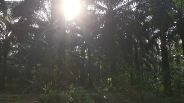 Blick Auf Das Aufflackernde Sonnenlicht Den Palmblättern — Stockvideo
