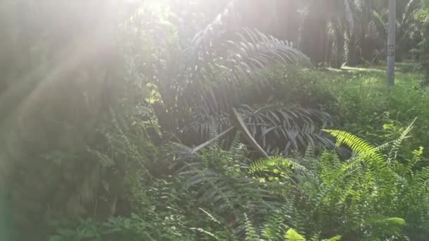 Blick Auf Das Aufflackernde Sonnenlicht Den Palmblättern — Stockvideo