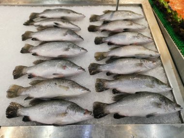 Sergi ve satış için sıralanmış taze deniz kabuğu balıkları