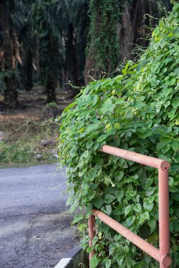 Yabani yapraklı bitki her yere tırmanıyor..