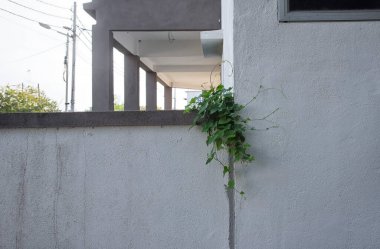 Yabani yapraklı bitki her yere tırmanıyor..