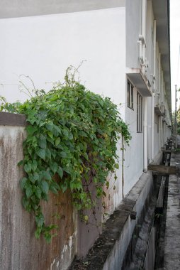 Yabani yapraklı bitki her yere tırmanıyor..