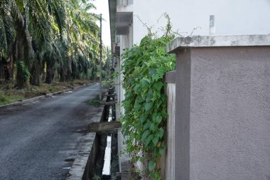 Yabani yapraklı bitki her yere tırmanıyor..