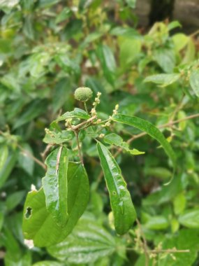 Vahşi alkornea triplinervia bitkisi çalılığın etrafında.
