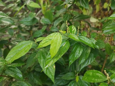 Vahşi alkornea triplinervia bitkisi çalılığın etrafında.