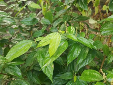 Vahşi alkornea triplinervia bitkisi çalılığın etrafında.