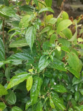 Vahşi alkornea triplinervia bitkisi çalılığın etrafında.