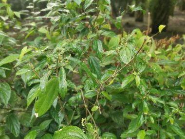 Vahşi alkornea triplinervia bitkisi çalılığın etrafında.