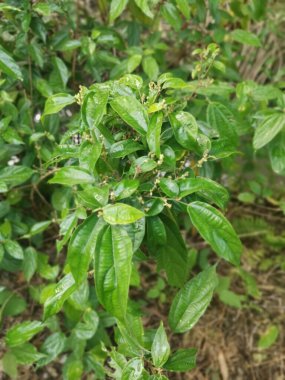 Vahşi alkornea triplinervia bitkisi çalılığın etrafında.