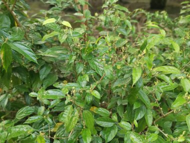 Vahşi alkornea triplinervia bitkisi çalılığın etrafında.