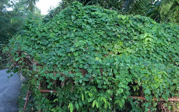 野生の忍び寄る緑豊かな植物は — ストック写真