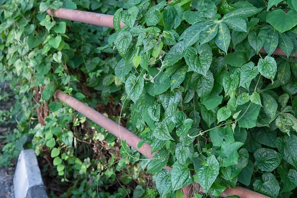 Salvaje Rastrero Planta Frondosa Escalada Por Todas Partes —  Fotos de Stock