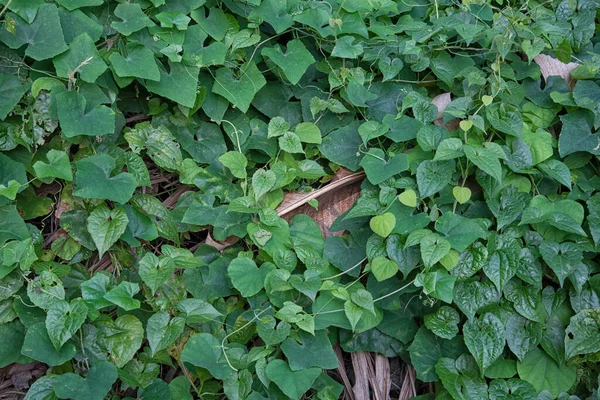 Salvaje Rastrero Planta Frondosa Escalada Por Todas Partes — Foto de Stock