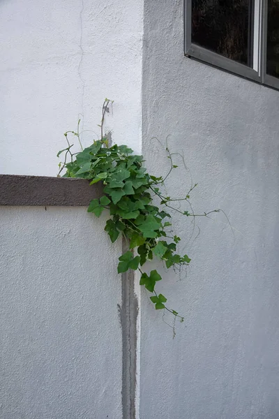 Selvagem Rastejando Planta Folhosa Escalada Todos Lugares — Fotografia de Stock