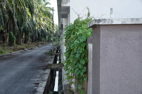 Yabani yapraklı bitki her yere tırmanıyor..