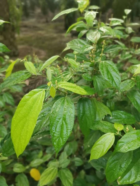 Vahşi alkornea triplinervia bitkisi çalılığın etrafında.
