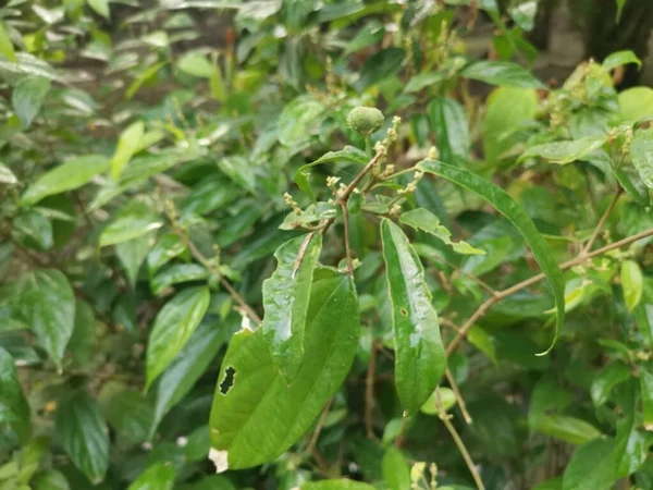 Vahşi alkornea triplinervia bitkisi çalılığın etrafında.