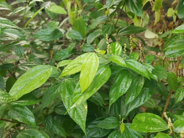 Vahşi alkornea triplinervia bitkisi çalılığın etrafında.