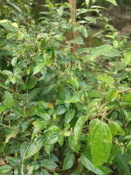 Planta Alcornea Silvestre Triplinervia Alrededor Del Arbusto —  Fotos de Stock