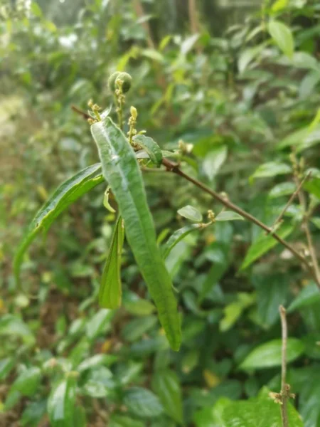 灌木周围的野生型三叉神经植物 — 图库照片