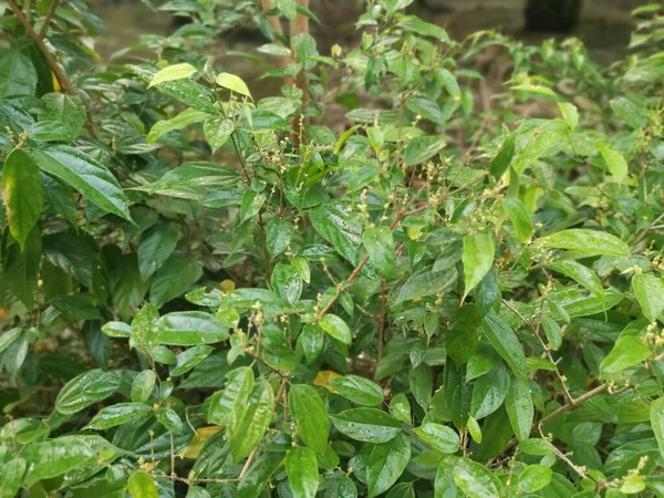 Vahşi alkornea triplinervia bitkisi çalılığın etrafında.