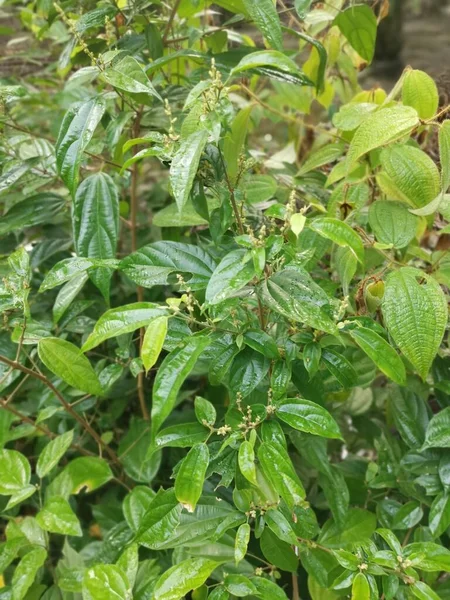 Planta Alcornea Silvestre Triplinervia Alrededor Del Arbusto —  Fotos de Stock