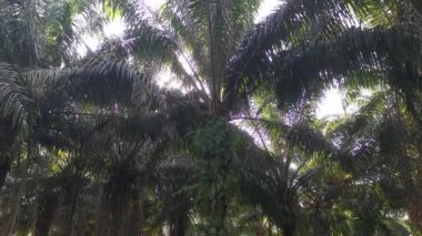 Palmiye yağı çiftliği yağmur suyuyla doldu.