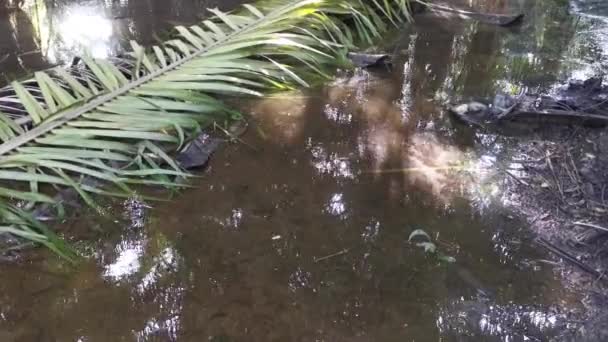 Plantación Aceite Palma Inundada Agua Lluvia — Vídeos de Stock