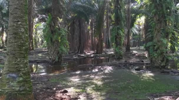Plantação Óleo Palma Inundada Com Água Chuva — Vídeo de Stock
