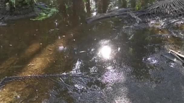 Φυτεία Φοινικέλαιου Πλημμυρισμένη Νερό — Αρχείο Βίντεο