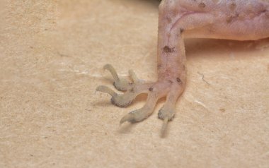 Genel ev kertenkelesinin yakın çekimi