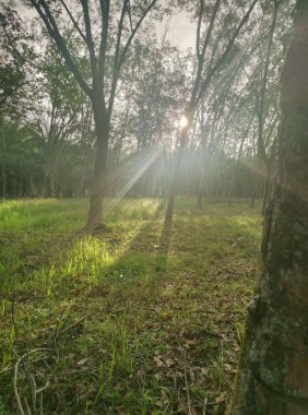 Lastik ağaç çiftliğinde parlak güneş ışığı