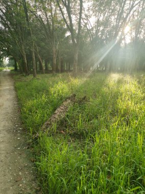 Lastik ağaç çiftliğinde parlak güneş ışığı