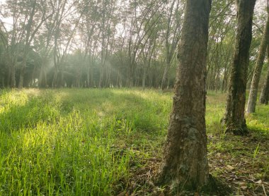 Lastik ağaç çiftliğinde parlak güneş ışığı