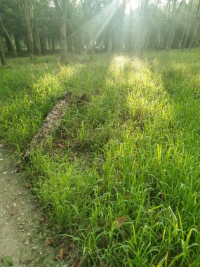 Lastik ağaç çiftliğinde parlak güneş ışığı