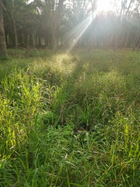 Lastik ağaç çiftliğinde parlak güneş ışığı