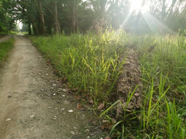 Lastik ağaç çiftliğinde parlak güneş ışığı